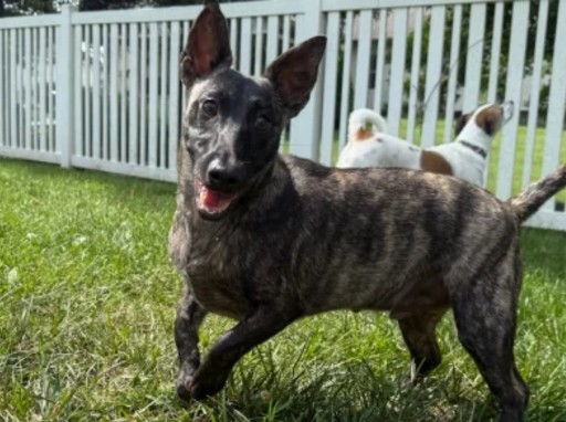 Brindle dog named Zane playing in his freshly cleaned backyard after a Doggy Doods pooper scooper service in O'Fallon, Missouri.
