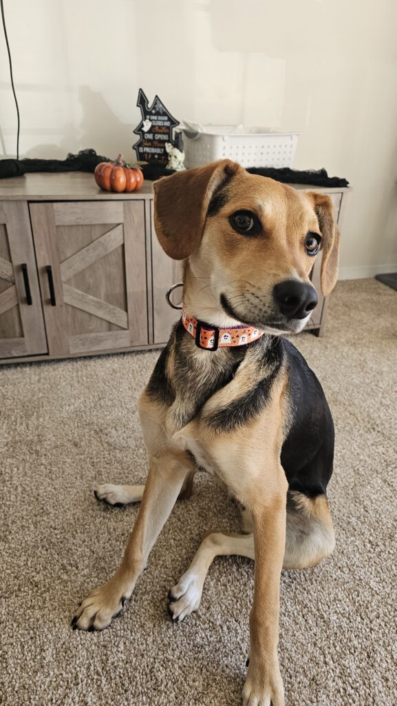 A beagle-mix dog named Nova wearing a Halloween ghost collar from Mel's Collars, sitting in a clean home decorated for fall