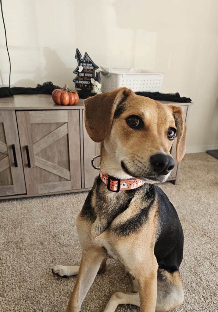A beagle-mix dog named Nova wearing a Halloween ghost collar from Mel's Collars, sitting in a clean home decorated for fall
