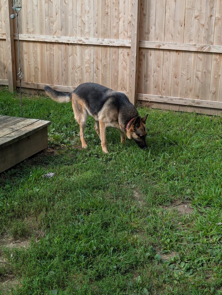 A German Shepherd sniffing the grass in a clean backyard, representing awareness of air quality and pet health.