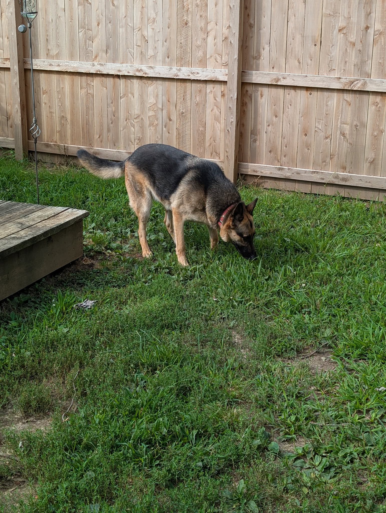 A German Shepherd sniffing the grass in a clean backyard, representing awareness of air quality and pet health.