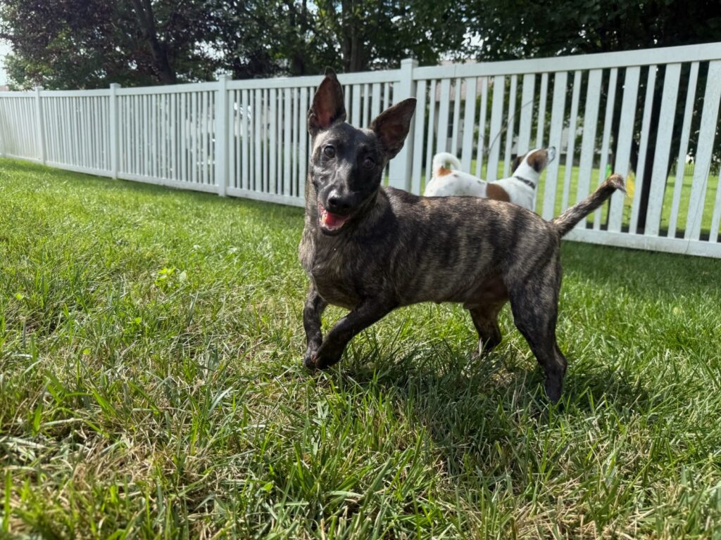 A happy dog named Zane, standing in a clean, green yard on a sunny day, showing the importance of monitoring pet health and keeping the yard clean.