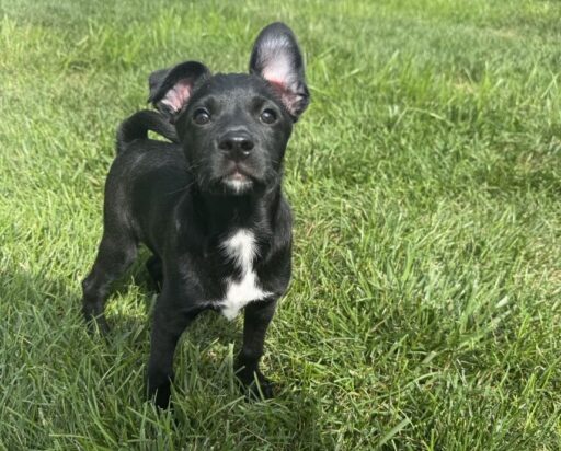 Puppy named Zeus playing in a freshly cleaned yard after a Doggy Doods pooper scooper visit in St. Charles County, Missouri.