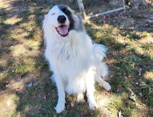 Great Pyrenees named Huckleberry relaxing in a freshly cleaned backyard after a Doggy Doods pooper scooper visit in St. Charles County, Missouri.