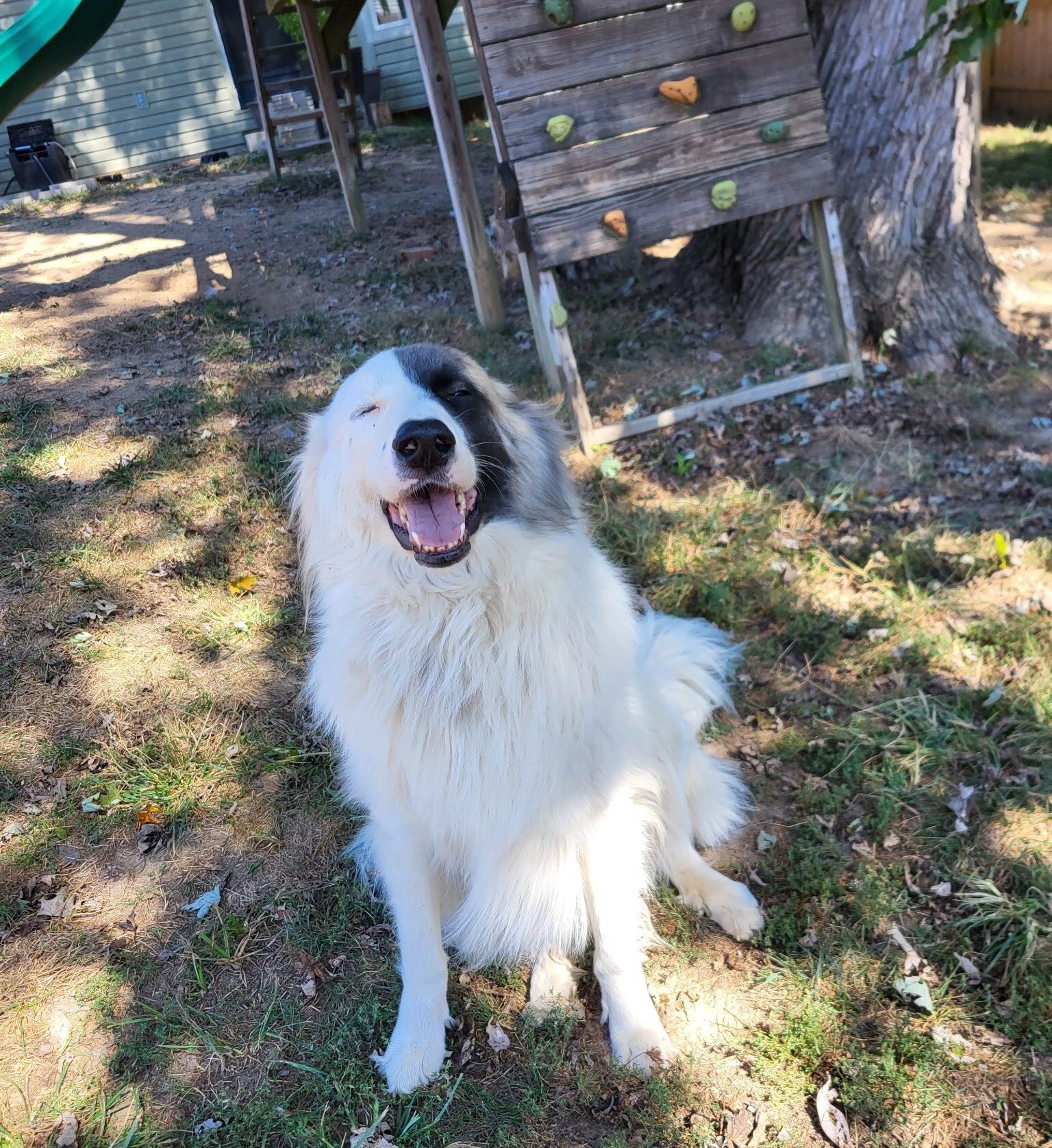Great Pyrenees named Huckleberry relaxing in a freshly cleaned backyard after a Doggy Doods pooper scooper visit in St. Charles County, Missouri.