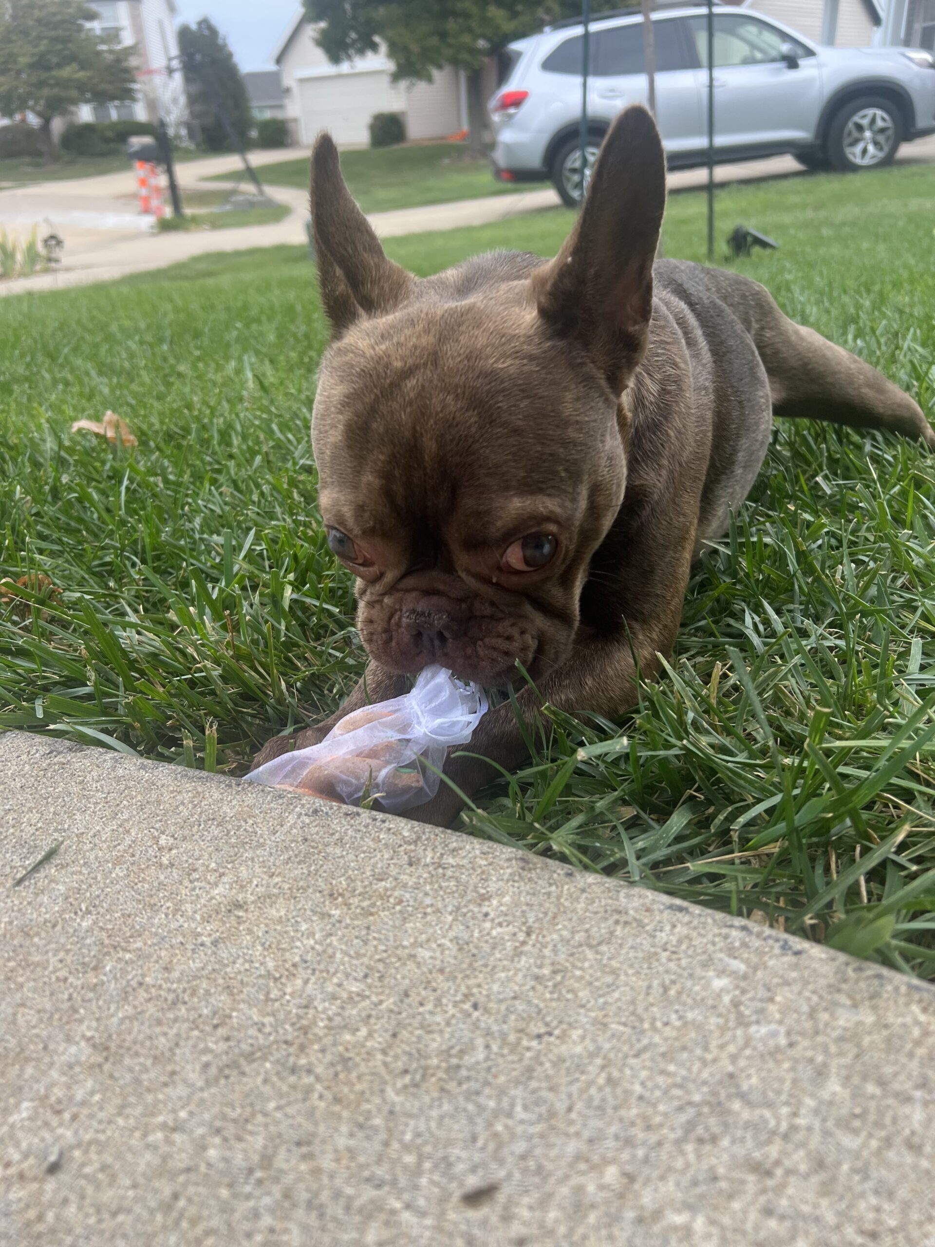 French bulldog named Minnie enjoying a Doggy Doods white holiday treat bag in a Wentzville yard, symbolizing clean yards and happy dogs thanks to local dog poop pickup services.