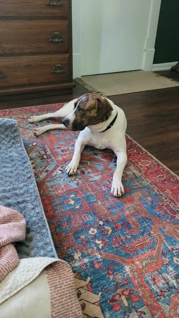 Diamonds in the Ruff Rescue dog named Magic, lying on the floor in foster's home