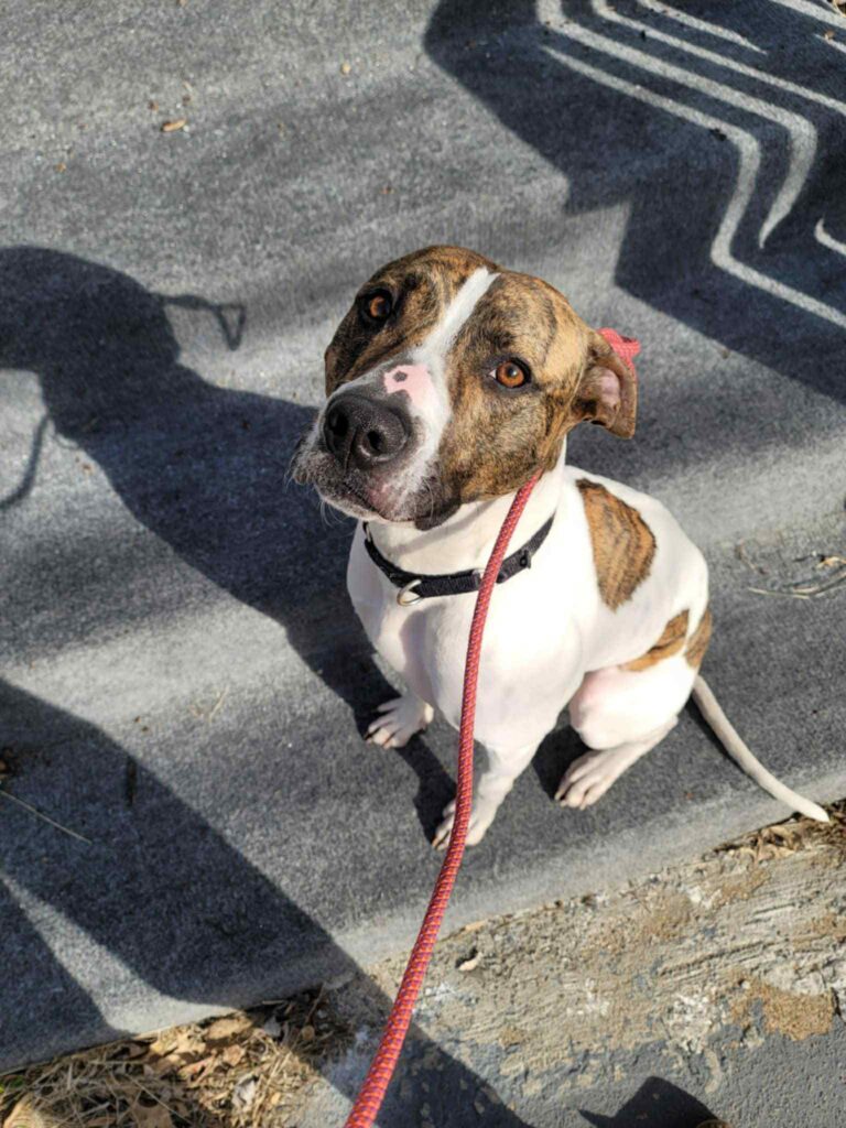 Diamonds in the Ruff Rescue MO dog named Magic sitting while on leash