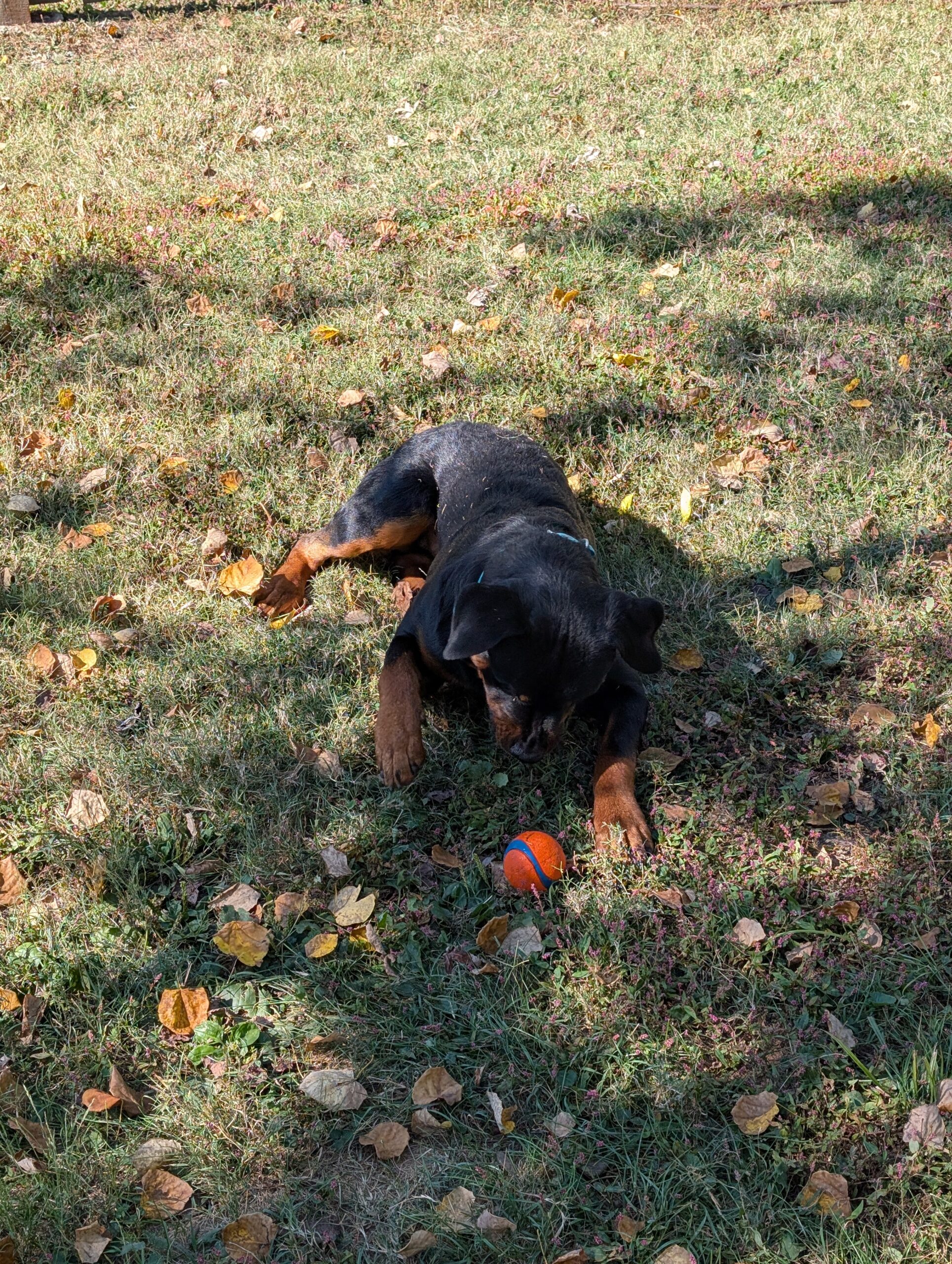 A curious Rottweiler named Matteo lies in a clean backyard, focused on ball, symbolizing dog behavior and training curiosity.