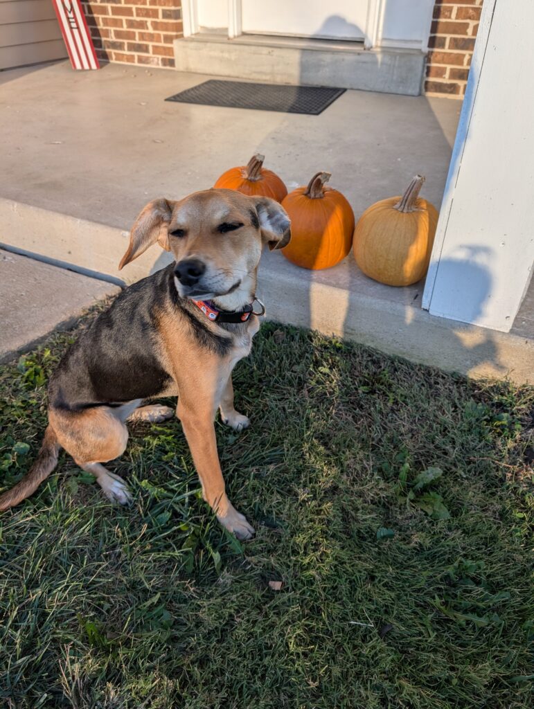 Nova, a beagle mix, sitting on the lawn next to pumpkins on a front porch decorated for fall.