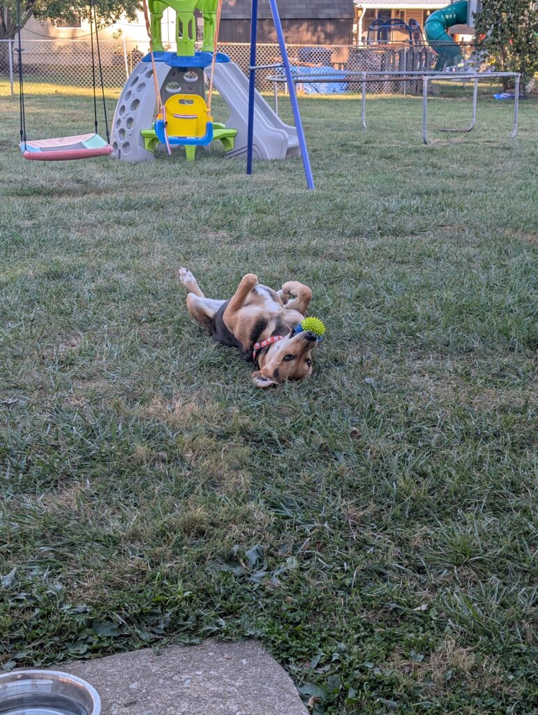 Dog named Nova lying on her back in the grass with a toy on her face, playing safely in the yard at home.
