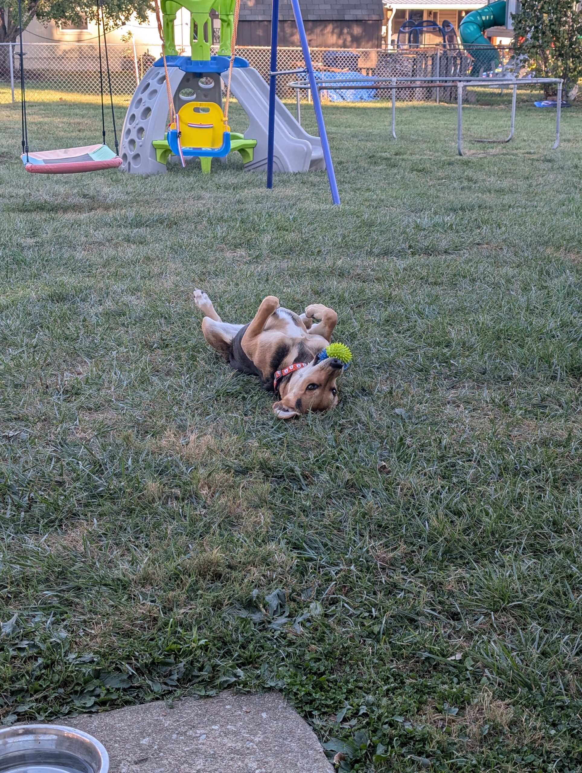 Dog named Nova lying on her back in the grass with a toy on her face, playing safely in the yard at home.