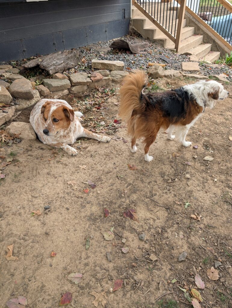 Two dogs relaxing in a St. Peters, Missouri backyard, showing a natural outdoor space that benefits from regular pet waste removal to stay clean and safe.