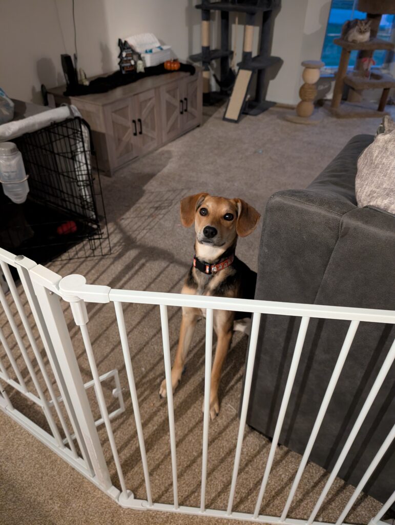 Dog named Nova sitting calmly behind a baby gate on Halloween night, showing how to safely manage dogs during trick-or-treating at home.