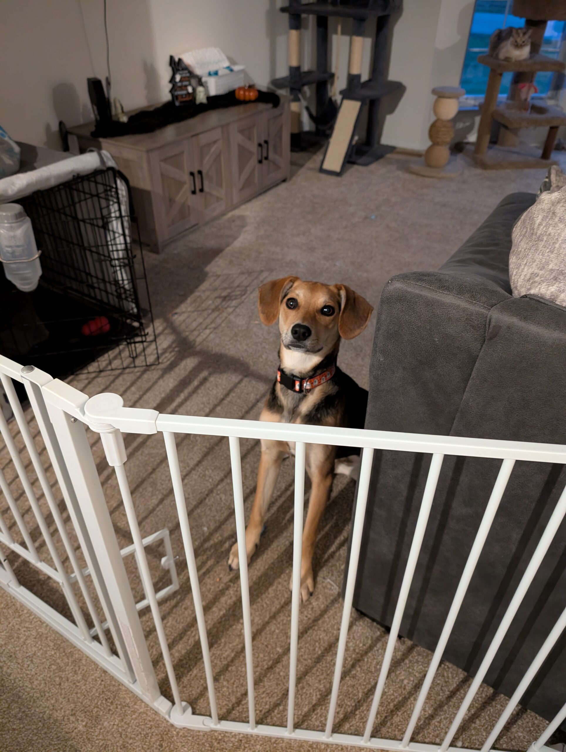 Dog named Nova sitting calmly behind a baby gate on Halloween night, showing how to safely manage dogs during trick-or-treating at home.