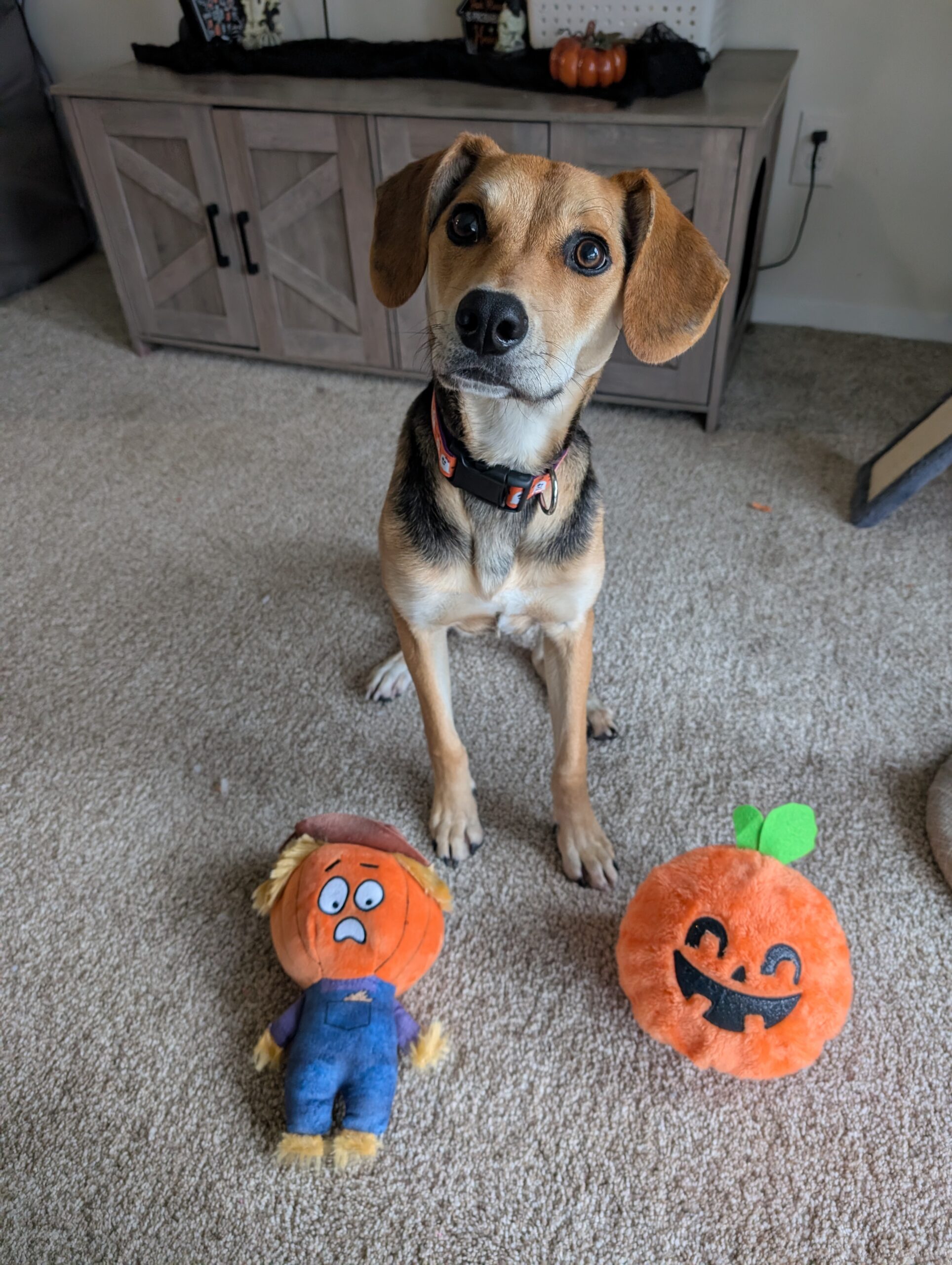 Dog named Nova sitting indoors with Halloween pumpkin and scarecrow toys, staying calm during trick-or-treat night.