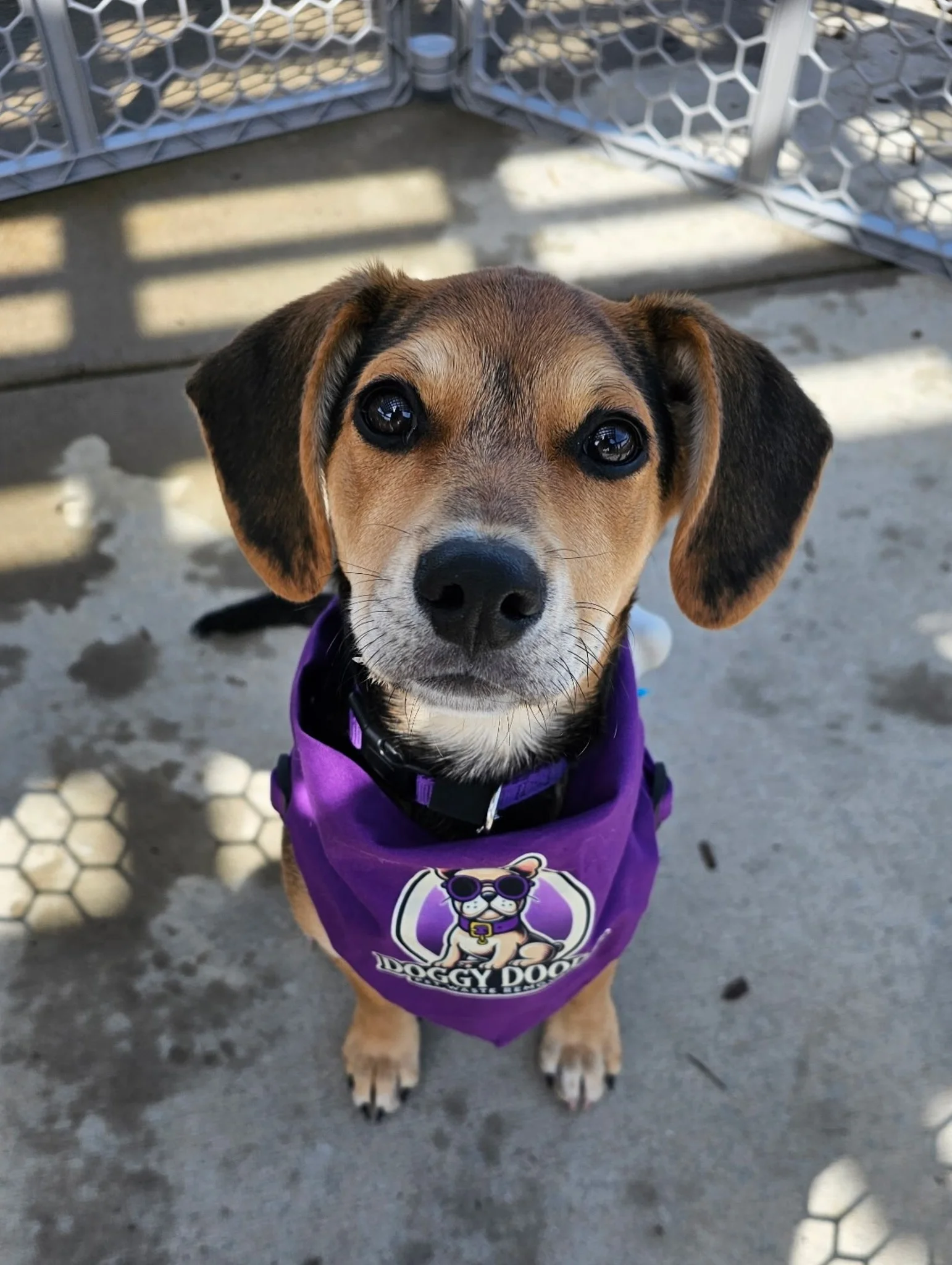 Dog named Nova wearing a purple Doggy Doods bandana while sitting on a patio at a local St. Charles County community event.