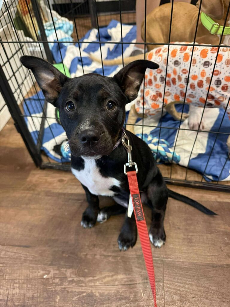 Black Terrier mix puppy named M3GAN from Diamonds in the Ruff Rescue MO sitting on the floor, part of the Halloween-themed adoptable rescue dog feature by Doggy Doods in St. Charles County.