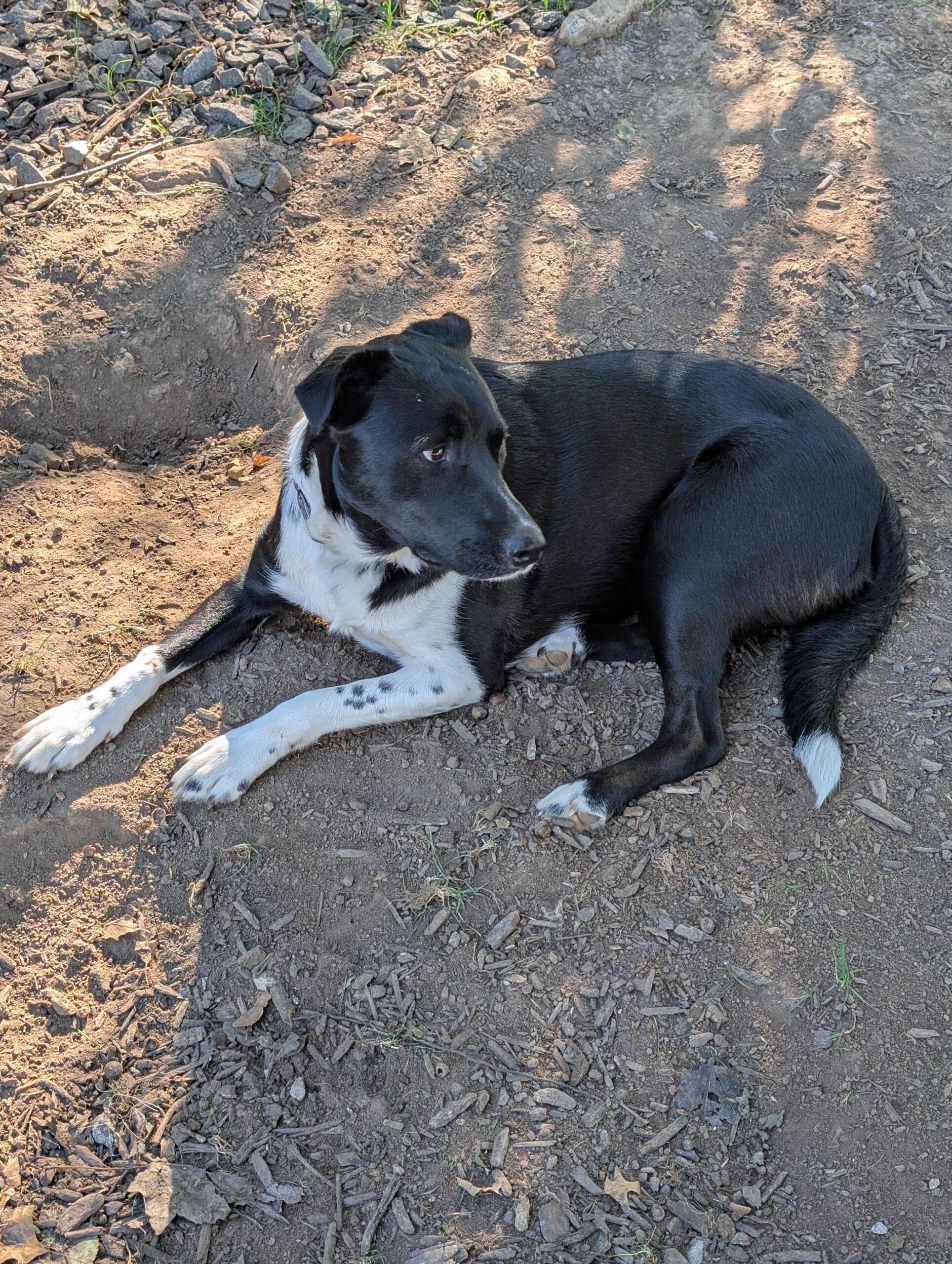 Doggy Doods customer's dog lying in his clean St. Charles County yard.