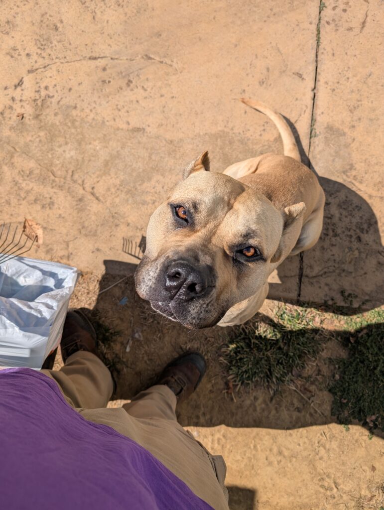 Doggy Doods customer's dog staring up posing for picture on patio in St. Charles County.