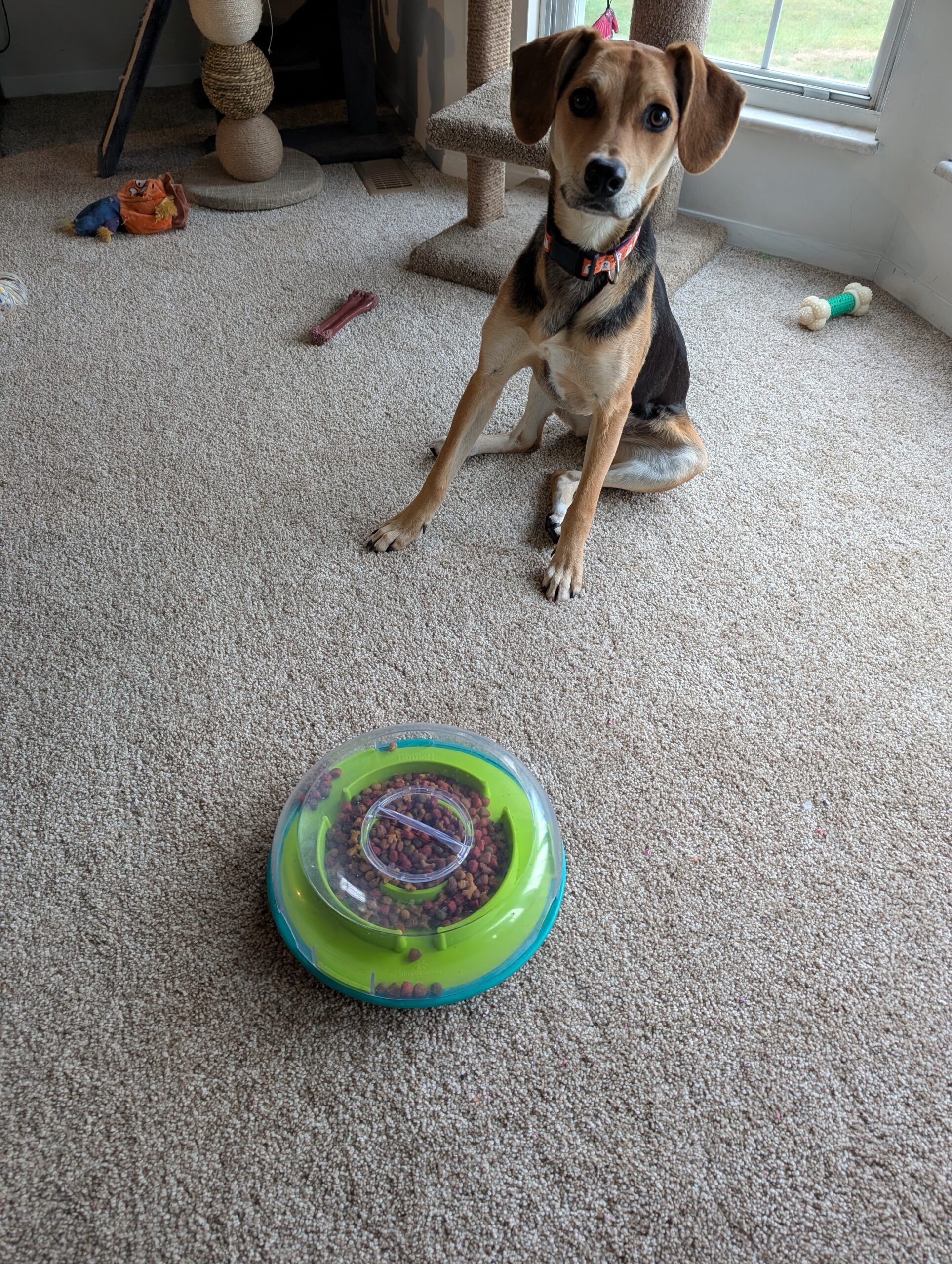Beagle mix, named Nova, sitting beside a green and blue puzzle feeder filled with kibble during indoor playtime in St. Charles County home.