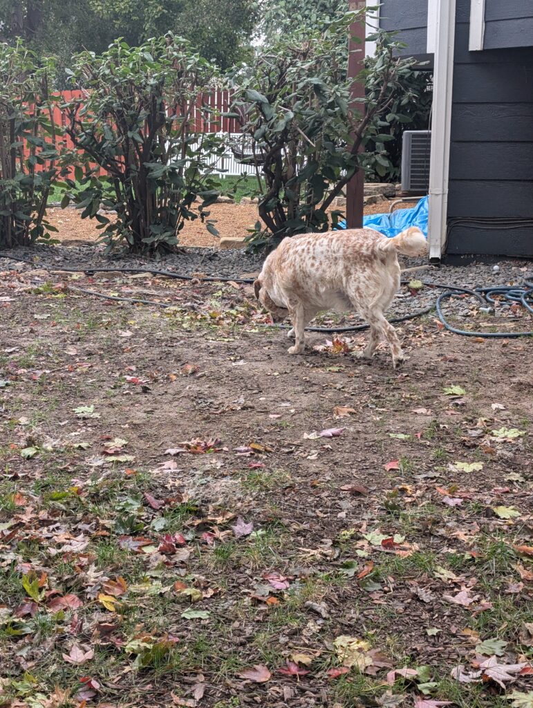Dog sniffing around a backyard covered in fall leaves in St. Charles County, Missouri, showing how seasonal debris can hide allergens and waste.