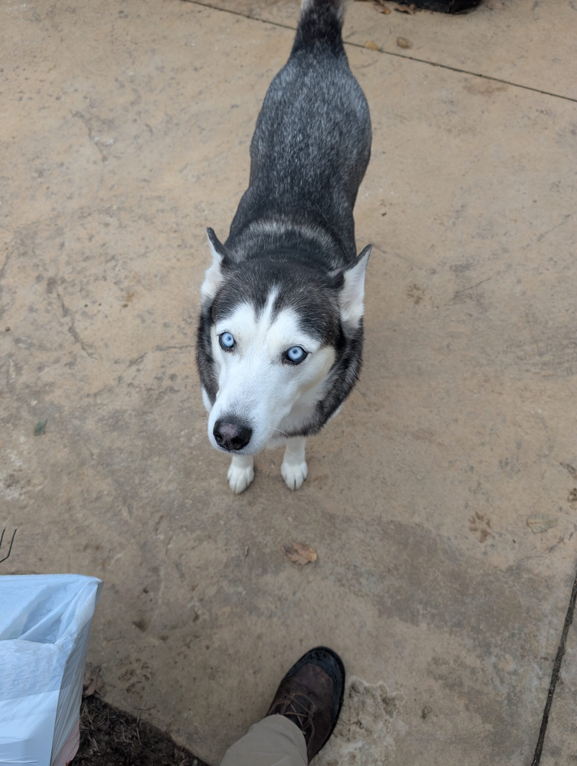 Doggy Doods customer's dog standing on patio in St. Charles County yard.