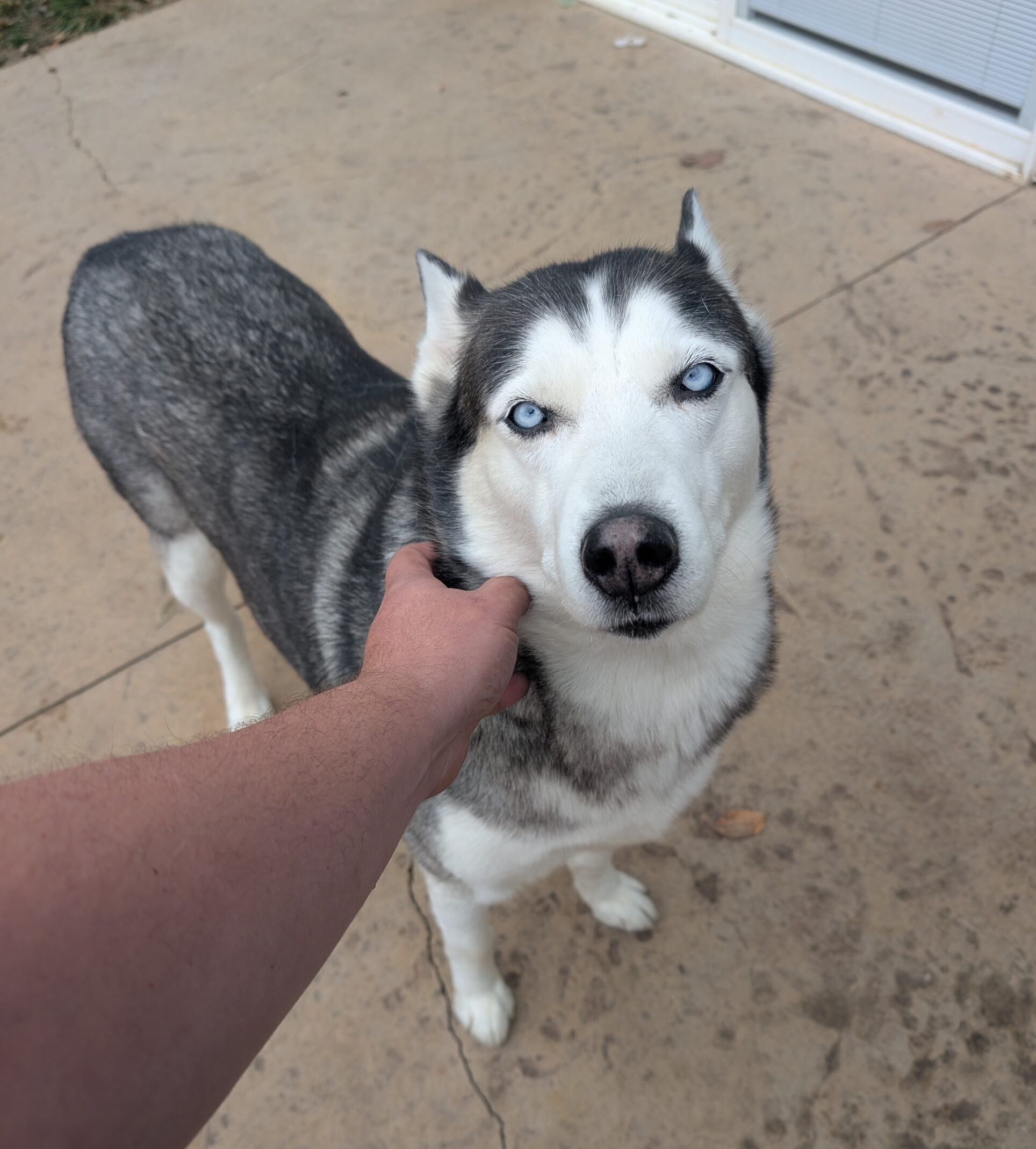 A beautiful Siberian Husky with striking blue eyes being gently petted on the neck while standing on a patio.