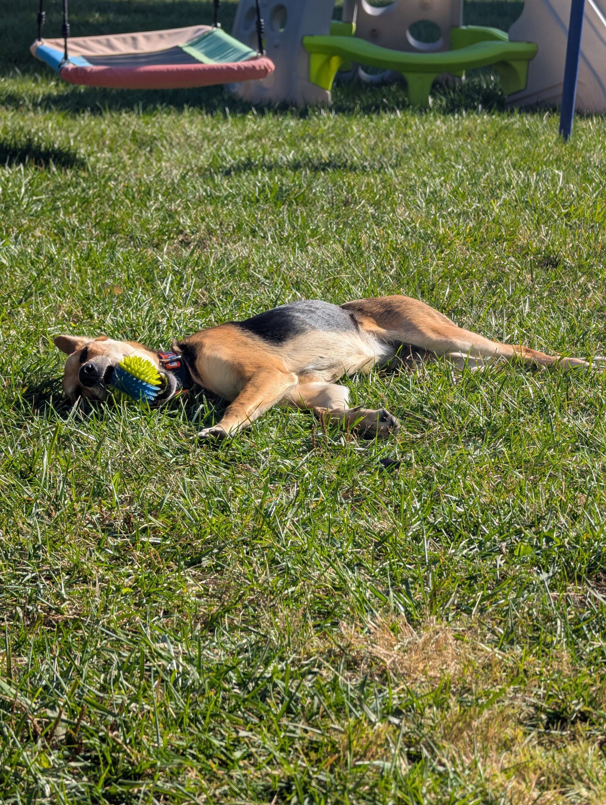 Doggy Doods owner's dog, named Nova, laying in the grass with a ball in St. Charles County yard.