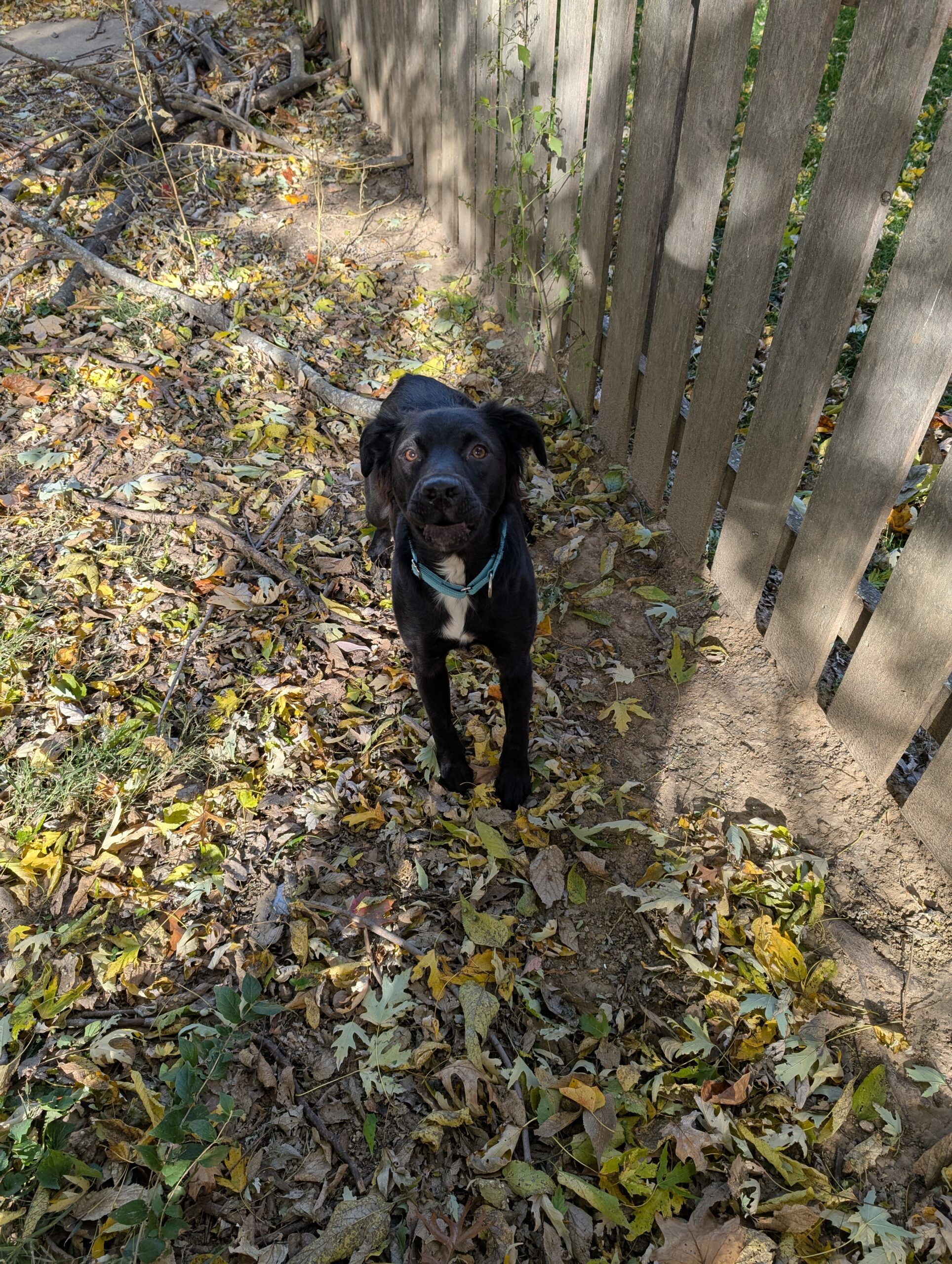 Doggy Doods customer's dog sitting in St. Peters yard wondering if dog poop attracts rats or mice
